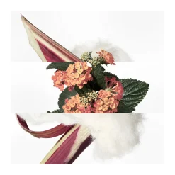 Eau de Cologne Eau de Rhubarbe Ecarlate 100 ml