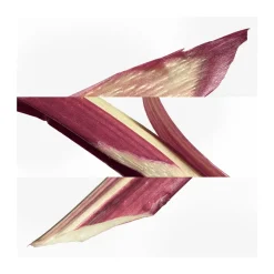 Eau de Cologne Eau de Rhubarbe Ecarlate 100 ml